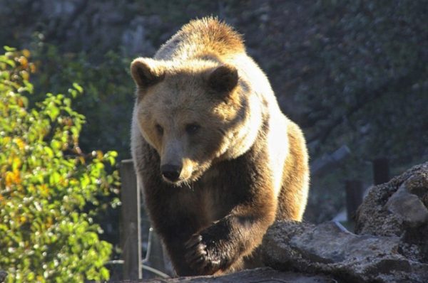 Kuterevo – the bear sanctuary