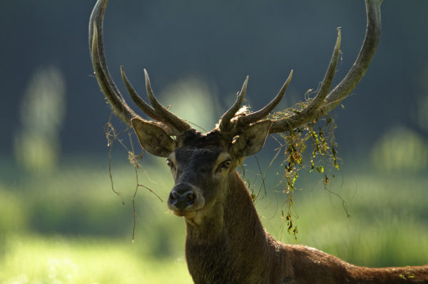 Deer Rut – The deer love call