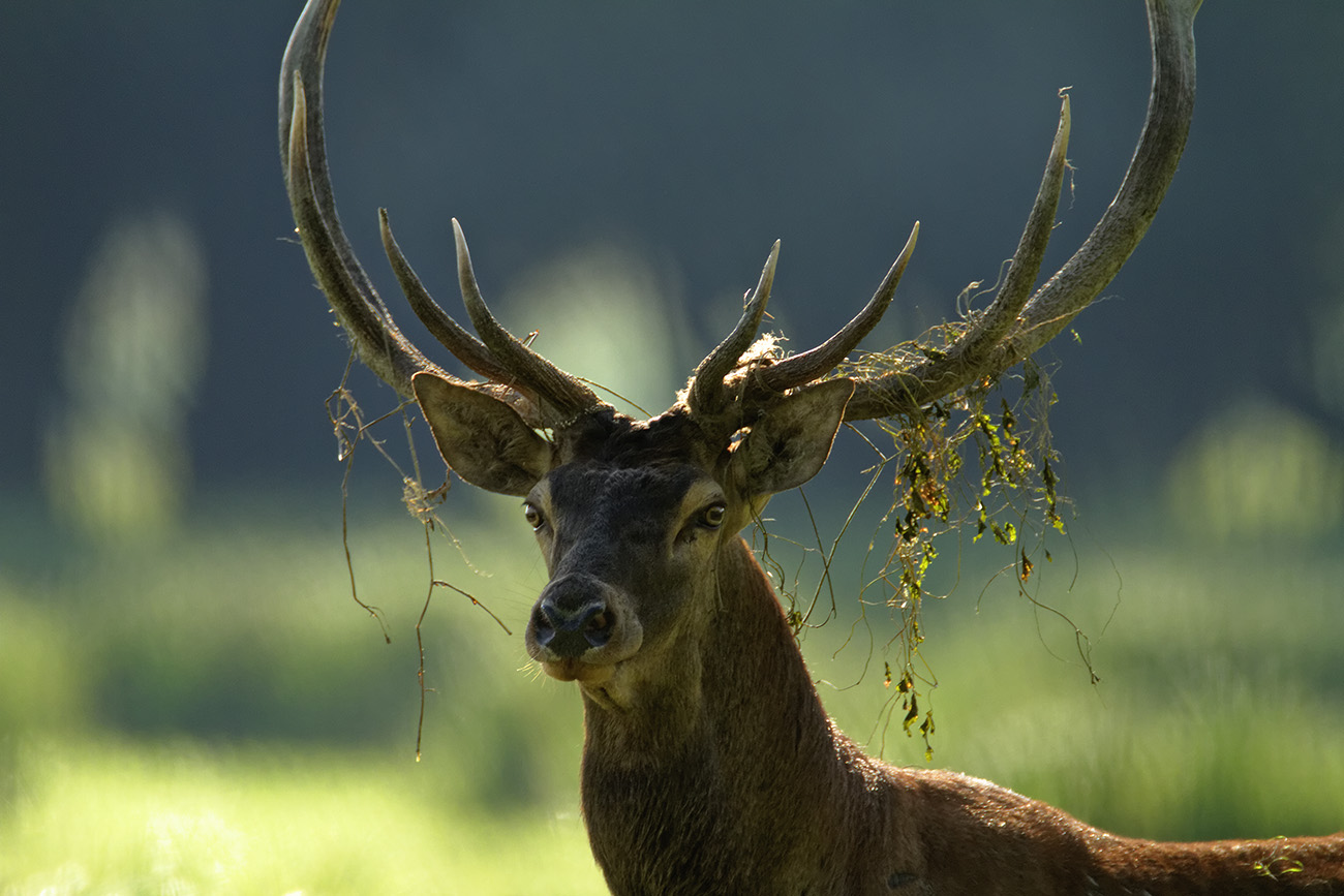 Deer Rut The deer love call Irresistible Croatia