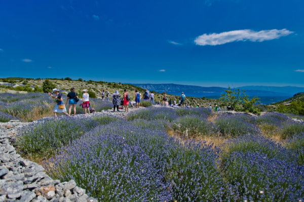 Greet summer with the Lavender Festival